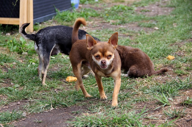 Les chiens adultes